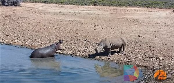 南非犀牛因抢占水源 被河马推到水中活活淹死