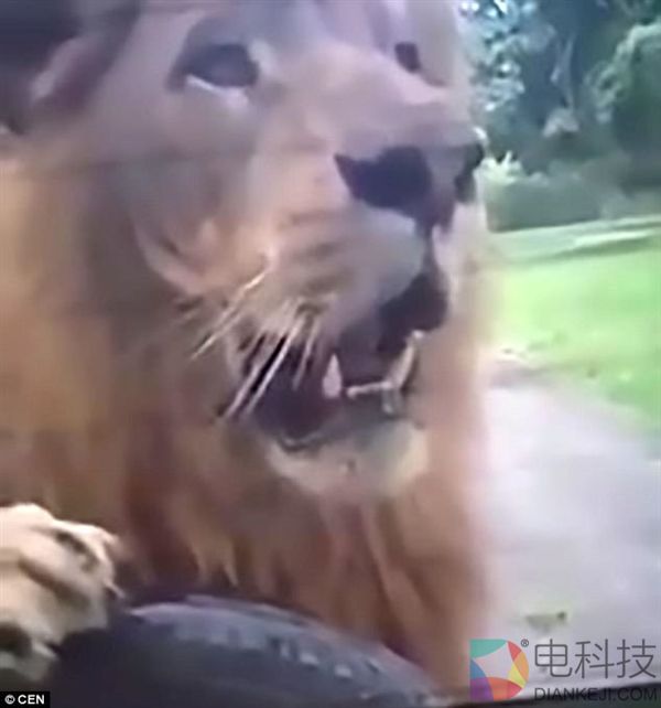 惊魂一刻：一家人开车游玩 狮子咬轮胎一路追随