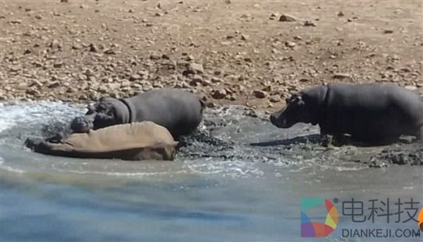 南非犀牛因抢占水源 被河马推到水中活活淹死 