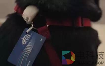 这只狗每天自己坐公交去公园：坚持了四年