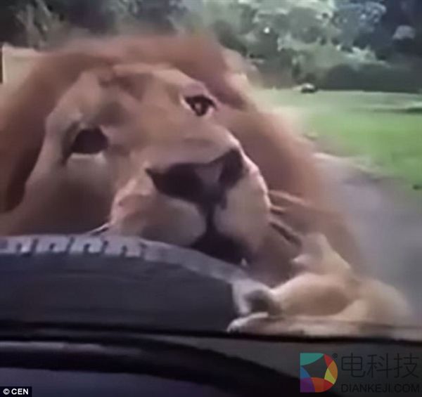 惊魂一刻：一家人开车游玩 狮子咬轮胎一路追随
