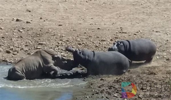 南非犀牛因抢占水源 被河马推到水中活活淹死 