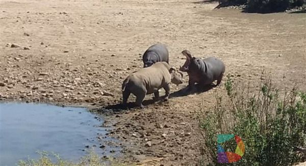 南非犀牛因抢占水源 被河马推到水中活活淹死 