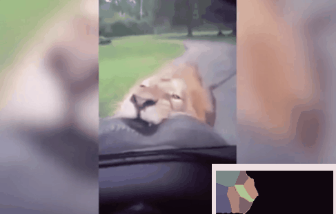 惊魂一刻：一家人开车游玩 狮子紧咬轮胎不松口