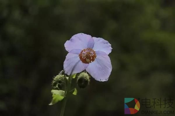 一朵小花 为何让科学家为之痴迷？