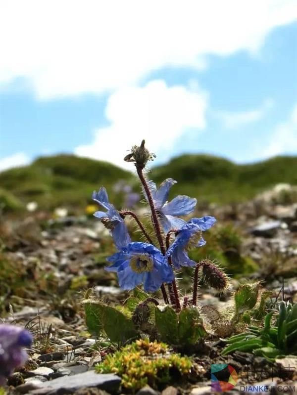 一朵小花 为何让科学家为之痴迷？