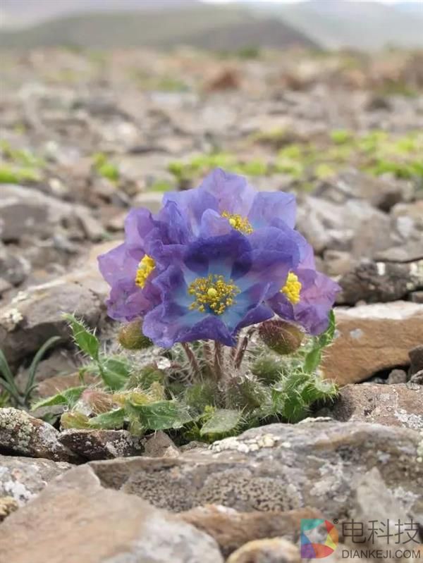 一朵小花 为何让科学家为之痴迷？