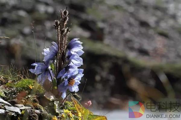一朵小花 为何让科学家为之痴迷？