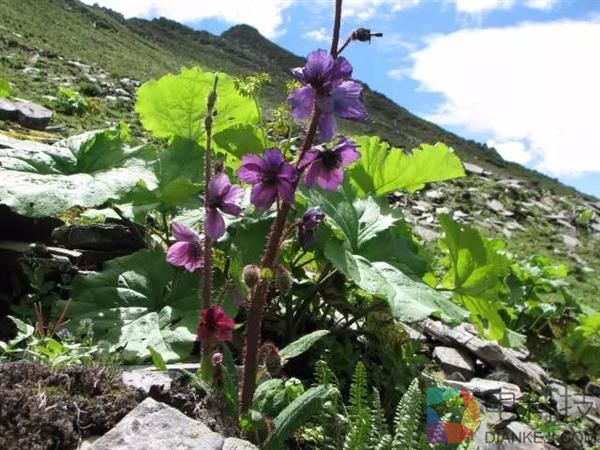 一朵小花 为何让科学家为之痴迷？