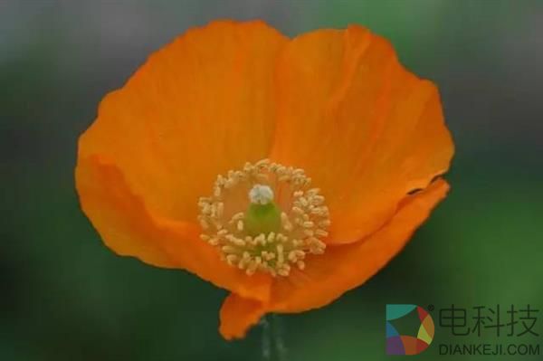 一朵小花 为何让科学家为之痴迷？