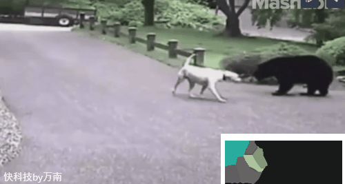 大胆黑熊闯民宅：没想到看门的拉布拉多是个狠角色