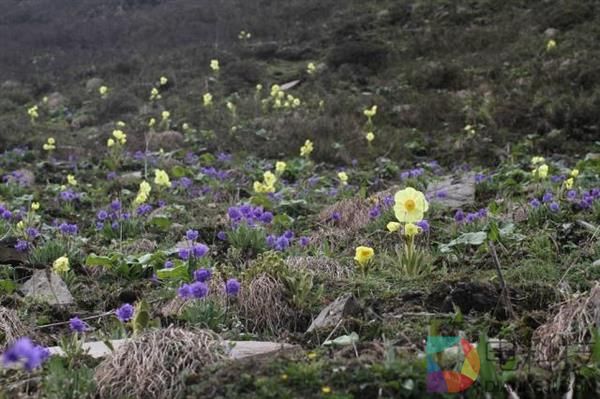 一朵小花 为何让科学家为之痴迷？