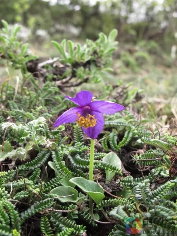 一朵小花 为何让科学家为之痴迷？