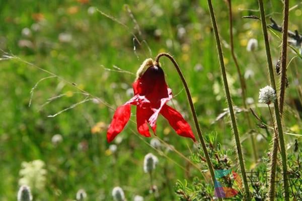 一朵小花 为何让科学家为之痴迷？