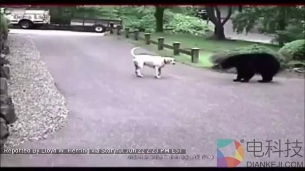 大胆黑熊闯民宅：没想到看门的拉布拉多是个狠角色