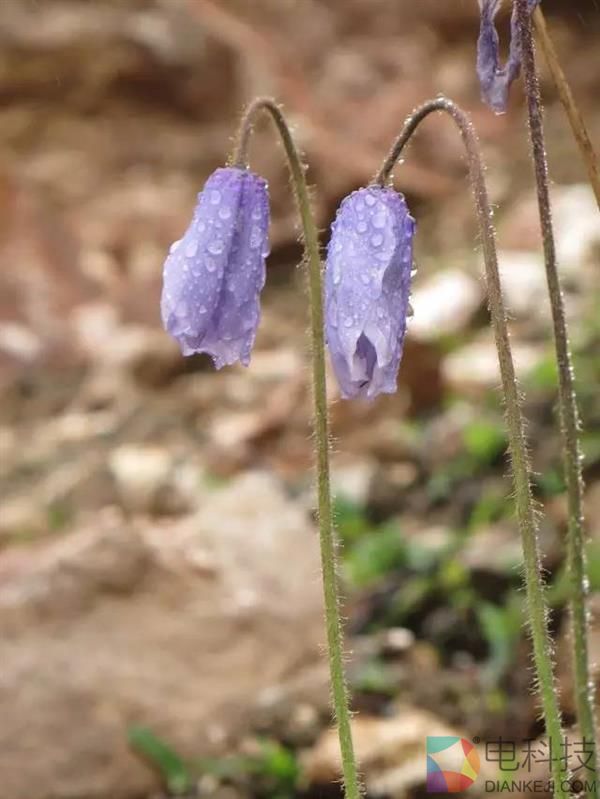 一朵小花 为何让科学家为之痴迷？