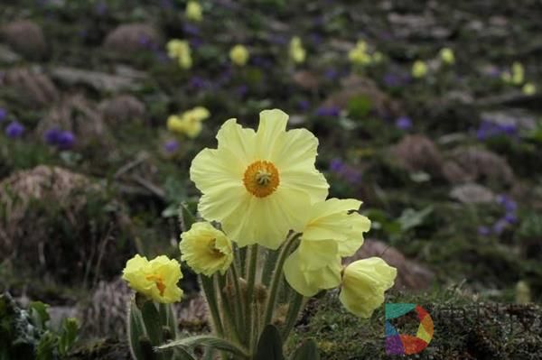 一朵小花 为何让科学家为之痴迷？