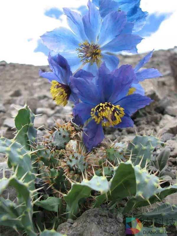 一朵小花 为何让科学家为之痴迷？