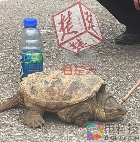 八旬老汉捡到大龟 专家：吃了吧