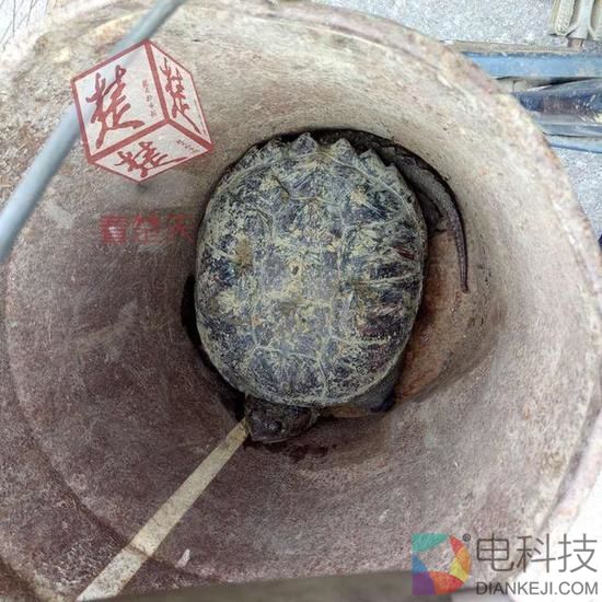 八旬老汉捡到大龟 专家:吃了吧
