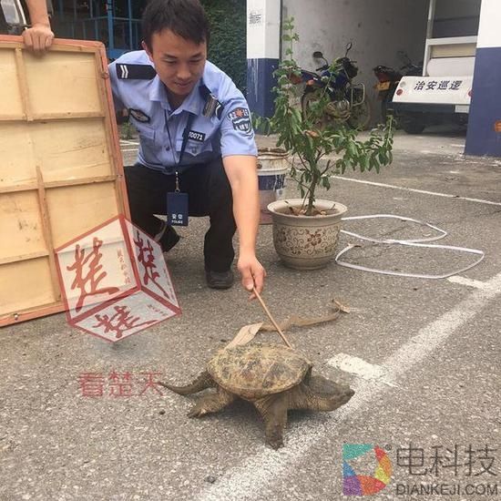 八旬老汉捡到大龟 专家:吃了吧