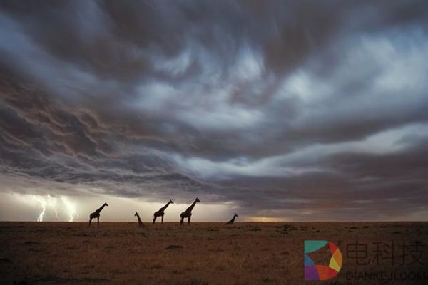 动物中最容易被雷劈的是它：长颈鹿很尴尬