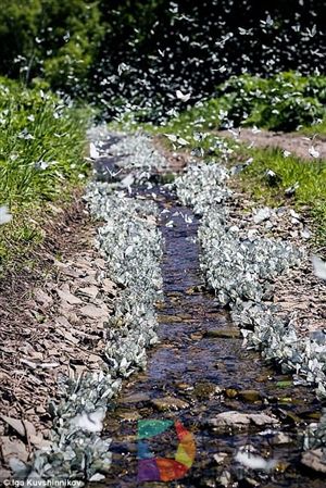 成千上万只蝴蝶入侵西伯利亚 铺天盖地 场面壮观