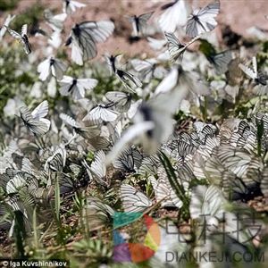 成千上万只蝴蝶入侵西伯利亚 铺天盖地 场面壮观