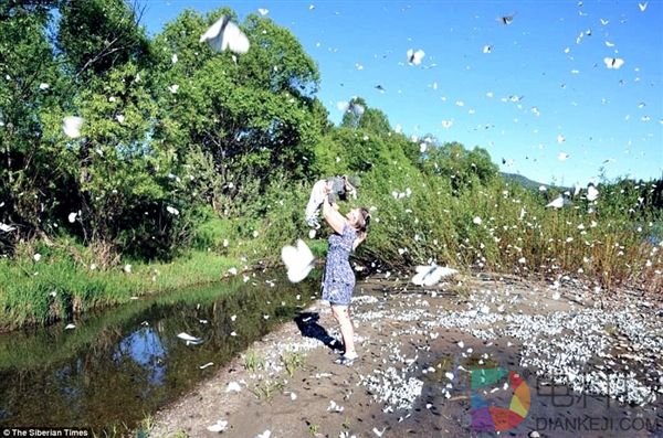 成千上万只蝴蝶入侵西伯利亚 铺天盖地 场面壮观