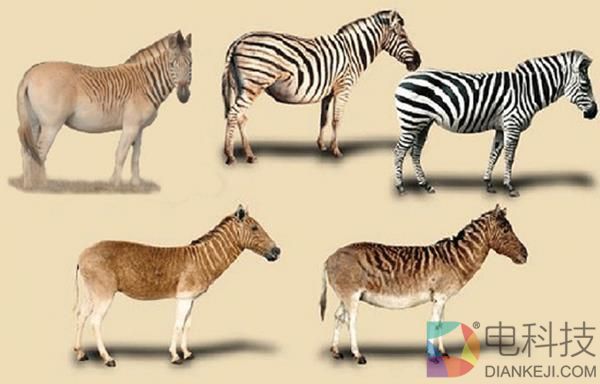 你知道斑驴吗？它正在“亡者归来”