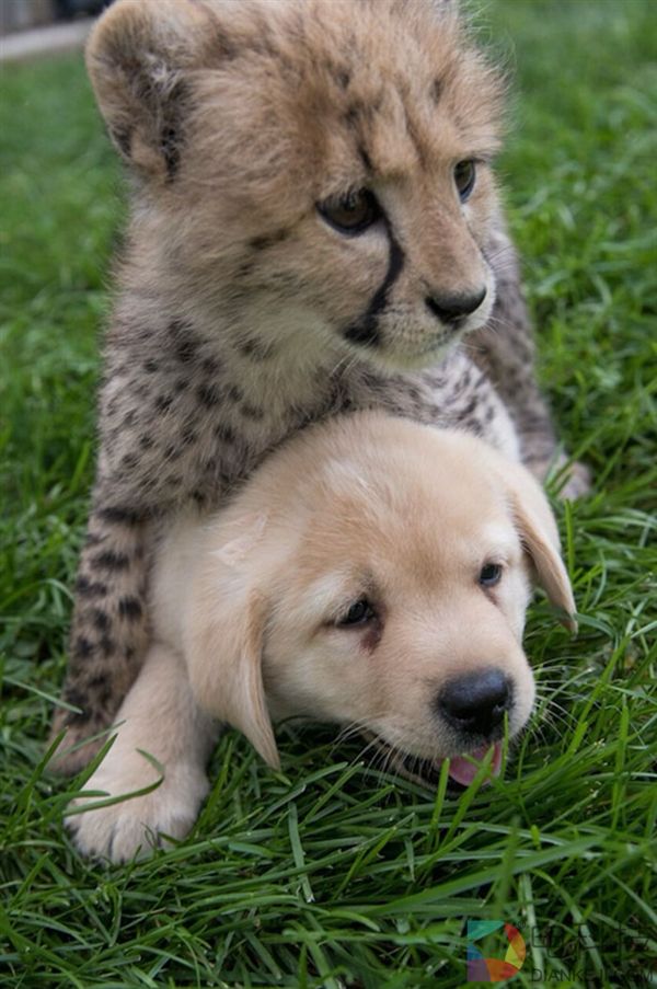 万万没想到！猎豹居然要靠狗子才能涨自信 萌翻了