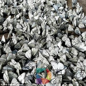 成千上万只蝴蝶入侵西伯利亚 铺天盖地 场面壮观