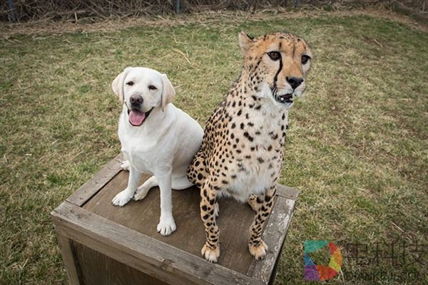 万万没想到！猎豹居然要靠狗子才能涨自信 萌翻了