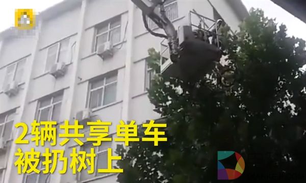 破坏者玩出新“高度” 两辆共享单车被挂树稍