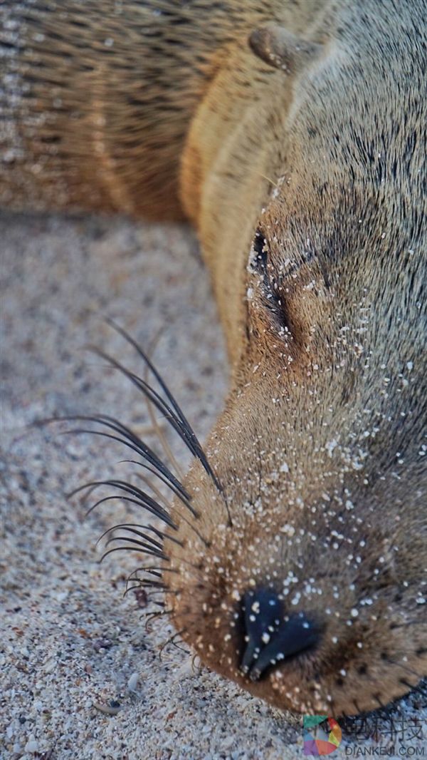 摄影师沙滩偶遇海狮 被这一超级活宝萌化了