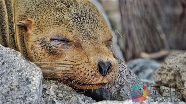 摄影师沙滩偶遇海狮 被这一超级活宝萌化了