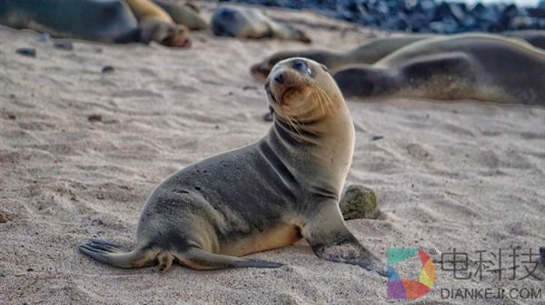 摄影师沙滩偶遇海狮 被这一超级活宝萌化了
