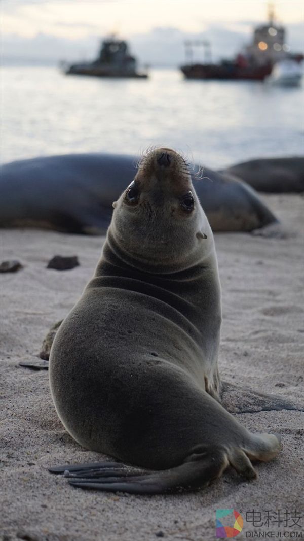 摄影师沙滩偶遇海狮 被这一超级活宝萌化了