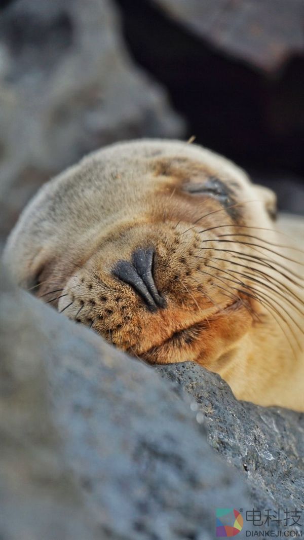 摄影师沙滩偶遇海狮 被这一超级活宝萌化了