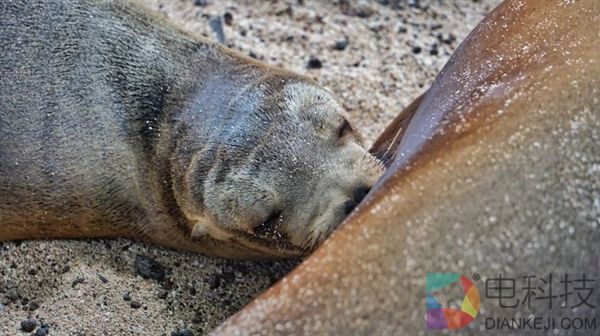 摄影师沙滩偶遇海狮 被这一超级活宝萌化了