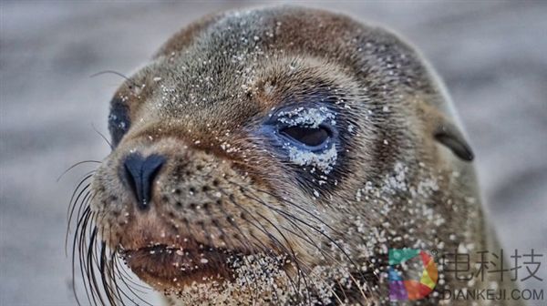 摄影师沙滩偶遇海狮 被这一超级活宝萌化了