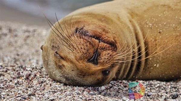 摄影师沙滩偶遇海狮 被这一超级活宝萌化了