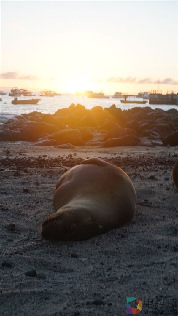 摄影师沙滩偶遇海狮 被这一超级活宝萌化了
