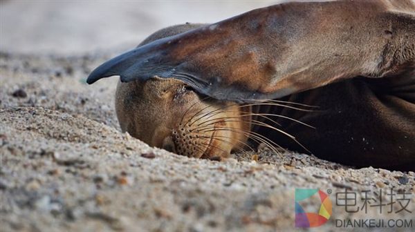 摄影师沙滩偶遇海狮 被这一超级活宝萌化了