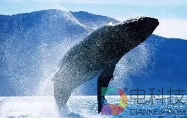 海洋里海龟最长寿？它们严重不服