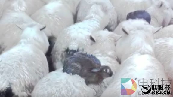 新西兰发洪水 兔子跳上羊背自保：大写的机智