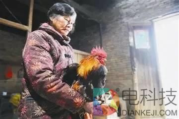 鸡头居然比砒霜还要毒？