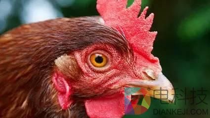 鸡头居然比砒霜还要毒？