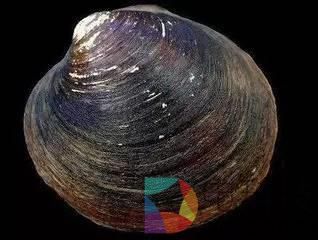 海洋里海龟最长寿？它们严重不服