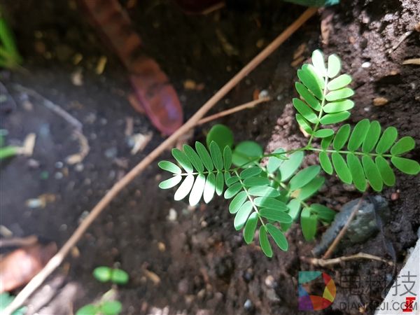 大师调教！一加5双摄样张曝光：黑白+彩色传感器方案